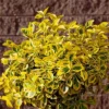 National Plant Network Outdoor Live Golden Euonymus Plant - 1ct 2.25gal -Artificial Plant Store GUEST f89be463 f62a 4fb8 b6f8 b5ce59dcc284