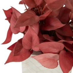 Northlight Real Touch™ Brick Red Artificial Peperomia Plant In Square Lattice Designed Pot - 7 " 11 Northlight Real Touch™ Brick Red Artificial Peperomia Plant In Square Lattice Designed Pot - 7 " -Artificial Plant Store GUEST f8be36eb 260a 4740 a2df be126ce6c18d