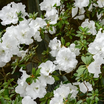 National Plant Network Live Outdoor Hardy Gardenia Azalea Plant - 1ct 3gal 8 National Plant Network Live Outdoor Hardy Gardenia Azalea Plant - 1ct 3gal - Image 6