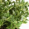 2.25gal Carissa Holly Plant - National Plant Network -Artificial Plant Store GUEST fa0164e0 22f0 4535 ada2 43f734b8ec49