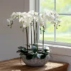 Park Hill Collection Phalaenopsis Orchid Plant In Concrete Bowl 1 Park Hill Collection Phalaenopsis Orchid Plant In Concrete Bowl -Artificial Plant Store GUEST fa078d6f b5b6 49fb 95ef 294ca7d6fb56
