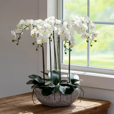 Park Hill Collection Phalaenopsis Orchid Plant In Concrete Bowl 3 Park Hill Collection Phalaenopsis Orchid Plant In Concrete Bowl