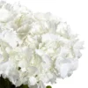 23" X 21" Artificial Hydrangea Flower Plant Arrangement In Vase - Nearly Natural 1 23" X 21" Artificial Hydrangea Flower Plant Arrangement In Vase - Nearly Natural -Artificial Plant Store GUEST fadc8ab2 e06e 4de4 a83c 9e4fee3f54a8