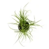 Ponytail Palm In 3" Planter - National Plant Network 2 Ponytail Palm In 3" Planter - National Plant Network -Artificial Plant Store GUEST fae1edca 6616 4136 accf 449cdf5abad8