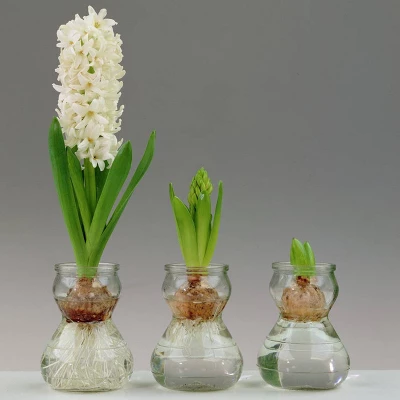Van Zyverden 5ct Hyacinth White Indoor Forcing Carnegie Flower Bulb Set 4 Van Zyverden 5ct Hyacinth White Indoor Forcing Carnegie Flower Bulb Set - Image 2