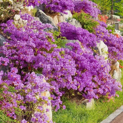 2.25gal Elsie Lee Azalea Plant With Purple Blooms - National Plant Network 5 2.25gal Elsie Lee Azalea Plant With Purple Blooms - National Plant Network - Image 3