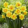 12ct Daffodils Tahiti Bulbs - Van Zyverden 2 12ct Daffodils Tahiti Bulbs - Van Zyverden -Artificial Plant Store GUEST fc96bf3a 3e89 4df4 aa61 e8e7bddd2b98