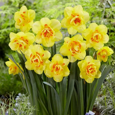 12ct Daffodils Tahiti Bulbs - Van Zyverden 3 12ct Daffodils Tahiti Bulbs - Van Zyverden