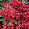 2.25gal Hershey Orange Azalea Plant With Pink Blooms - National Plant Network: Perennial Shade Plant, Live Outdoor Shrub