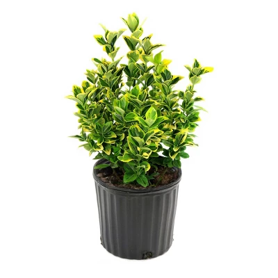 National Plant Network Outdoor Live Golden Euonymus Plant - 1ct 2.25gal 9 National Plant Network Outdoor Live Golden Euonymus Plant - 1ct 2.25gal - Image 7