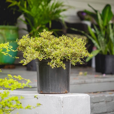 2.25gal Variegated Radicans Gardenia Plant White Blooms - National Plant Network 4 2.25gal Variegated Radicans Gardenia Plant White Blooms - National Plant Network - Image 2