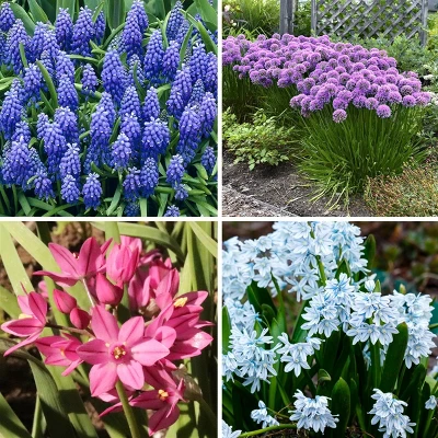 40pk Butterfly Garden Nature Friendly Collection Assorted Bulbs - National Plant Network 4 40pk Butterfly Garden Nature Friendly Collection Assorted Bulbs - National Plant Network - Image 2