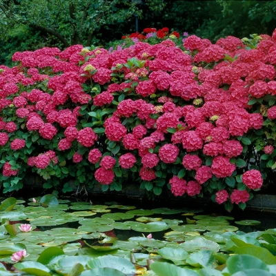 3pc Hydrangea Red Beauty - National Plant Network 5 3pc Hydrangea Red Beauty - National Plant Network - Image 3