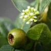 Sullivans Artificial Israeli Ruscus Half Orb 4"H Green -Artificial Plant Store GUEST fdd912e5 eb4a 4d24 b627 d13e7ae66e55
