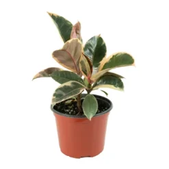Ficus Robusta Ruby Rubber Tree Plant - National Plant Network 8 Ficus Robusta Ruby Rubber Tree Plant - National Plant Network -Artificial Plant Store GUEST fe9fd0ed e15f 4a8e a489 32d5f999661c