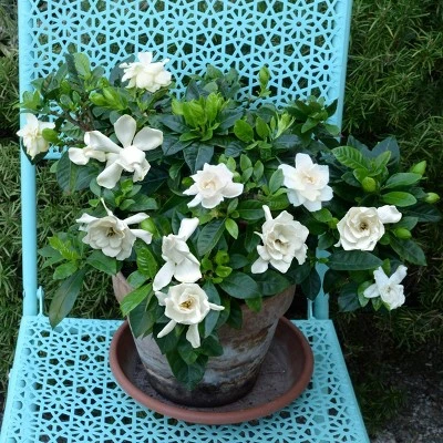 National Plant Network Live Outdoor Frostproof Gardenia Plant - 1ct 1gal 5 National Plant Network Live Outdoor Frostproof Gardenia Plant - 1ct 1gal - Image 3