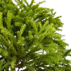 Cryptomeria 'Globosa Nana' 1pc U.S.D.A. Hardiness Zones 5-8 National Plant Network 2.25gal 8 Cryptomeria 'Globosa Nana' 1pc U.S.D.A. Hardiness Zones 5-8 National Plant Network 2.25gal -Artificial Plant Store GUEST ff06751f 304f 403b aa5d 9bce275ebe5a