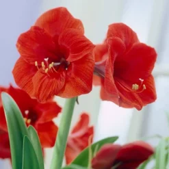 Van Zyverden Amaryllis Bulb Red Lion