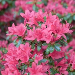 2.5qt President Clay Azalea Plant With Red Blooms - National Plant Network 5 2.5qt President Clay Azalea Plant With Red Blooms - National Plant Network -Artificial Plant Store GUEST ff457ba7 b4b5 4581 8ab6 204c9923b706