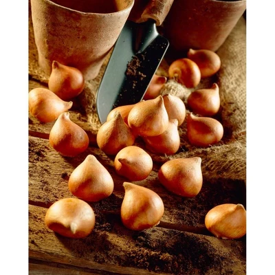 Set Of 25 Persian Pearl Tulips - Van Zyverden 6 Set Of 25 Persian Pearl Tulips - Van Zyverden - Image 4