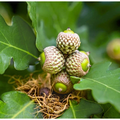 2.25gal Overcup Oak Tree - National Plant Network 4 2.25gal Overcup Oak Tree - National Plant Network - Image 2