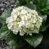 National Plant Network Live Outdoor 4" Wedding Gown Hydrangea Plants - 3ct 2 National Plant Network Live Outdoor 4" Wedding Gown Hydrangea Plants - 3ct -Artificial Plant Store GUEST fff84401 64f6 4aa2 a471 74ca372e4246