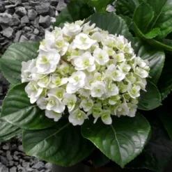 National Plant Network Live Outdoor 4" Wedding Gown Hydrangea Plants - 3ct
